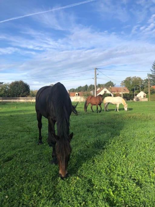 Gite La Cabuche Proche Du Zoo De Beauval Le Controis-en-Sologne Esterno foto