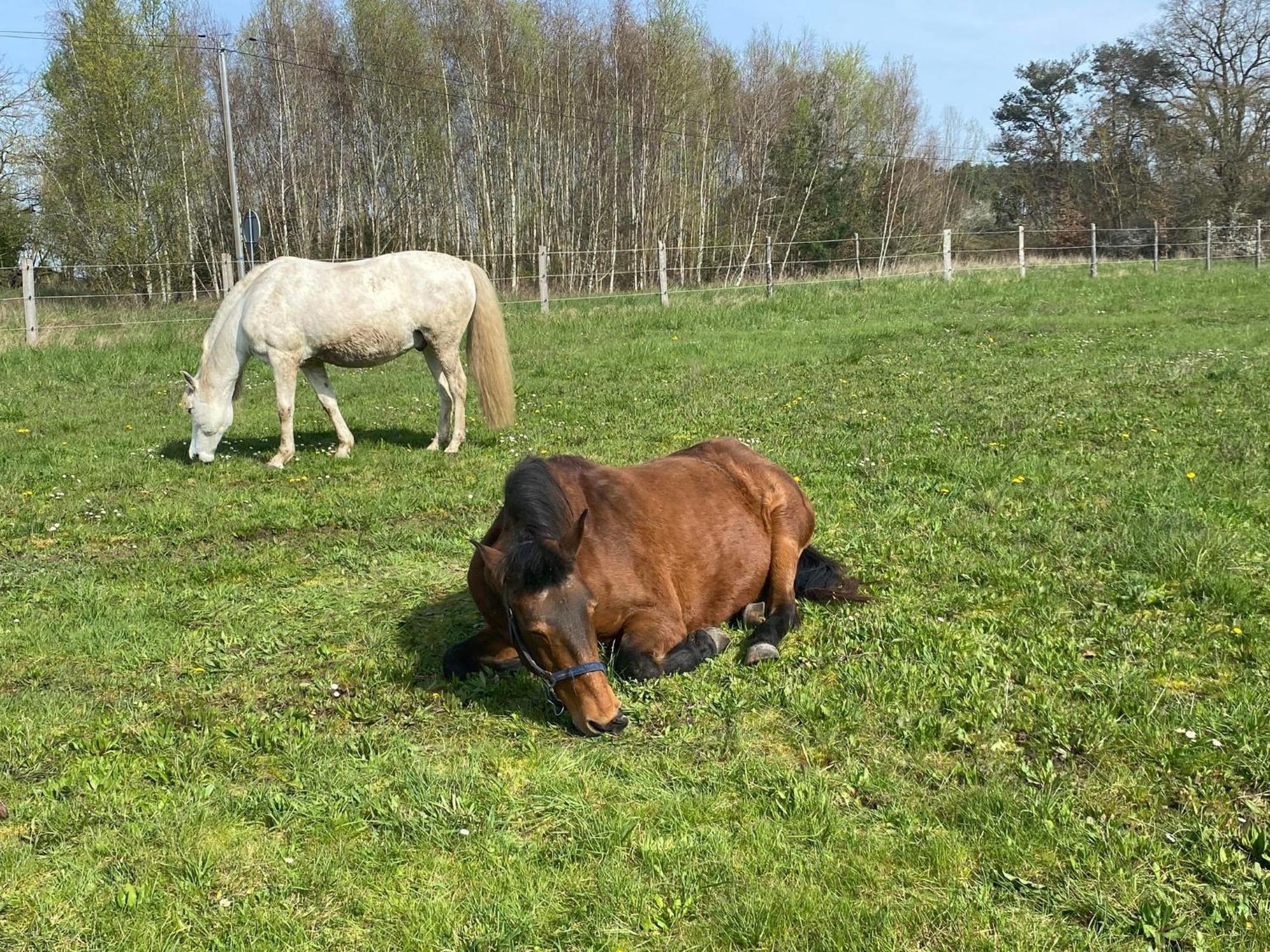 Gite La Cabuche Proche Du Zoo De Beauval Le Controis-en-Sologne Esterno foto